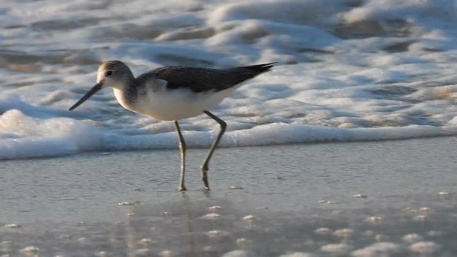 Common Greenshank - ML647174467