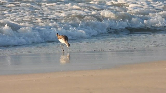 Common Greenshank - ML647174468