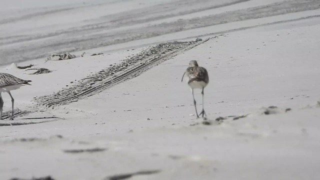 Eurasian Curlew - ML647174471