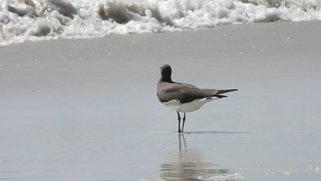Sooty Gull - ML647174479