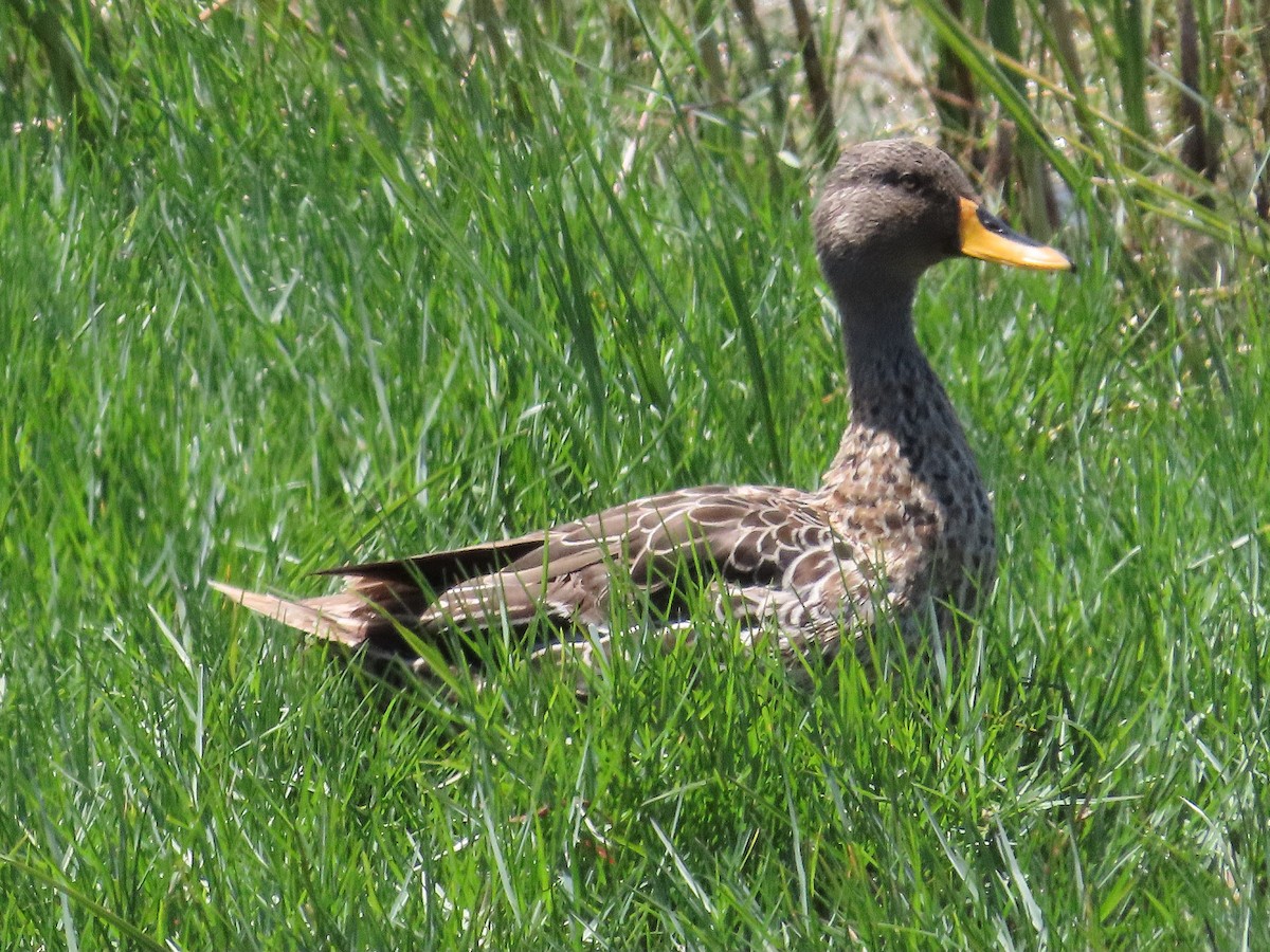 キバシガモ - ML647174494