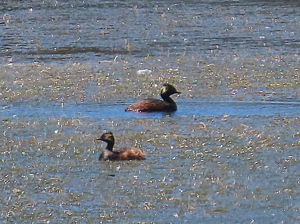 Eared Grebe - ML647174508
