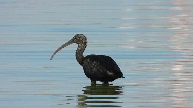 Glossy Ibis - ML647174513