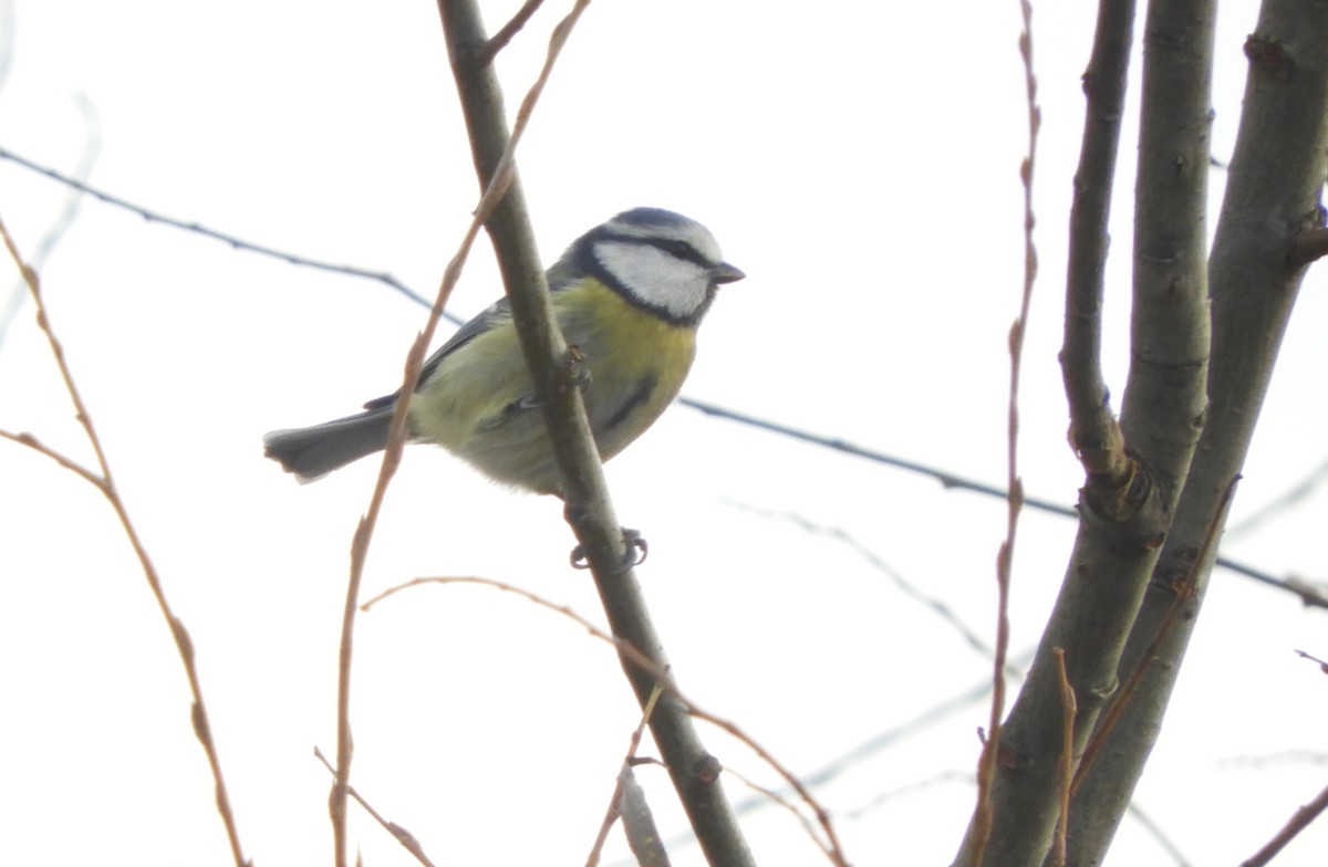 sýkora modřinka - ML647174515