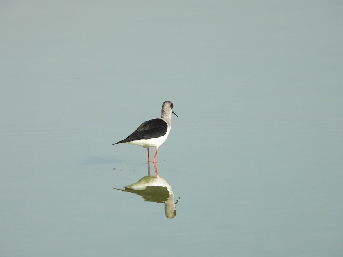 Black-winged Stilt - ML647174516