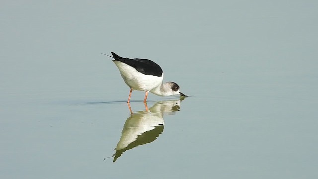 Black-winged Stilt - ML647174517