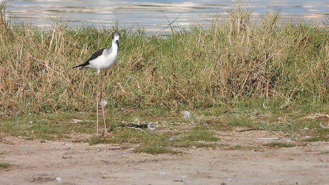 Black-winged Stilt - ML647174518