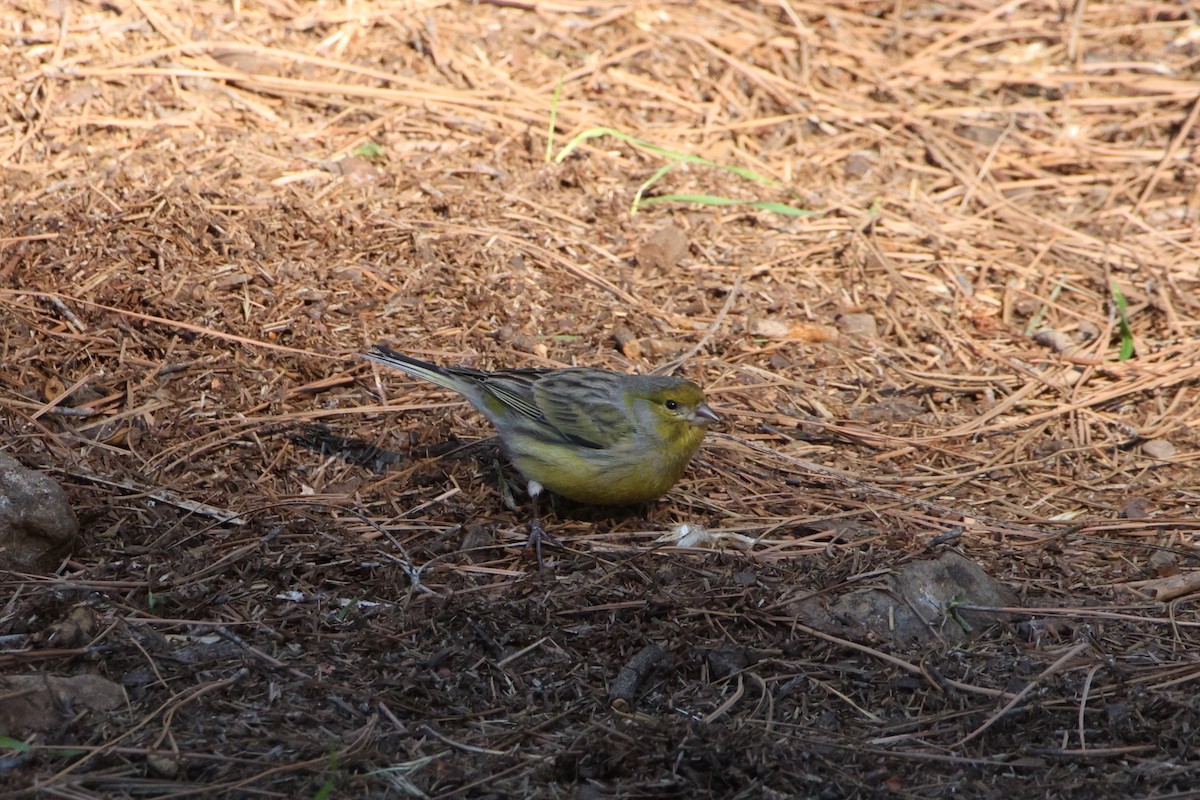 Island Canary - ML647174519