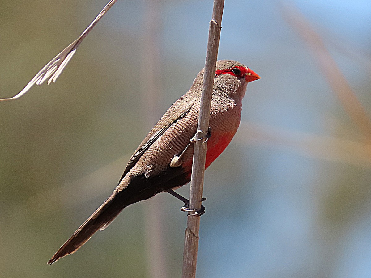 オナガカエデチョウ - ML647174521