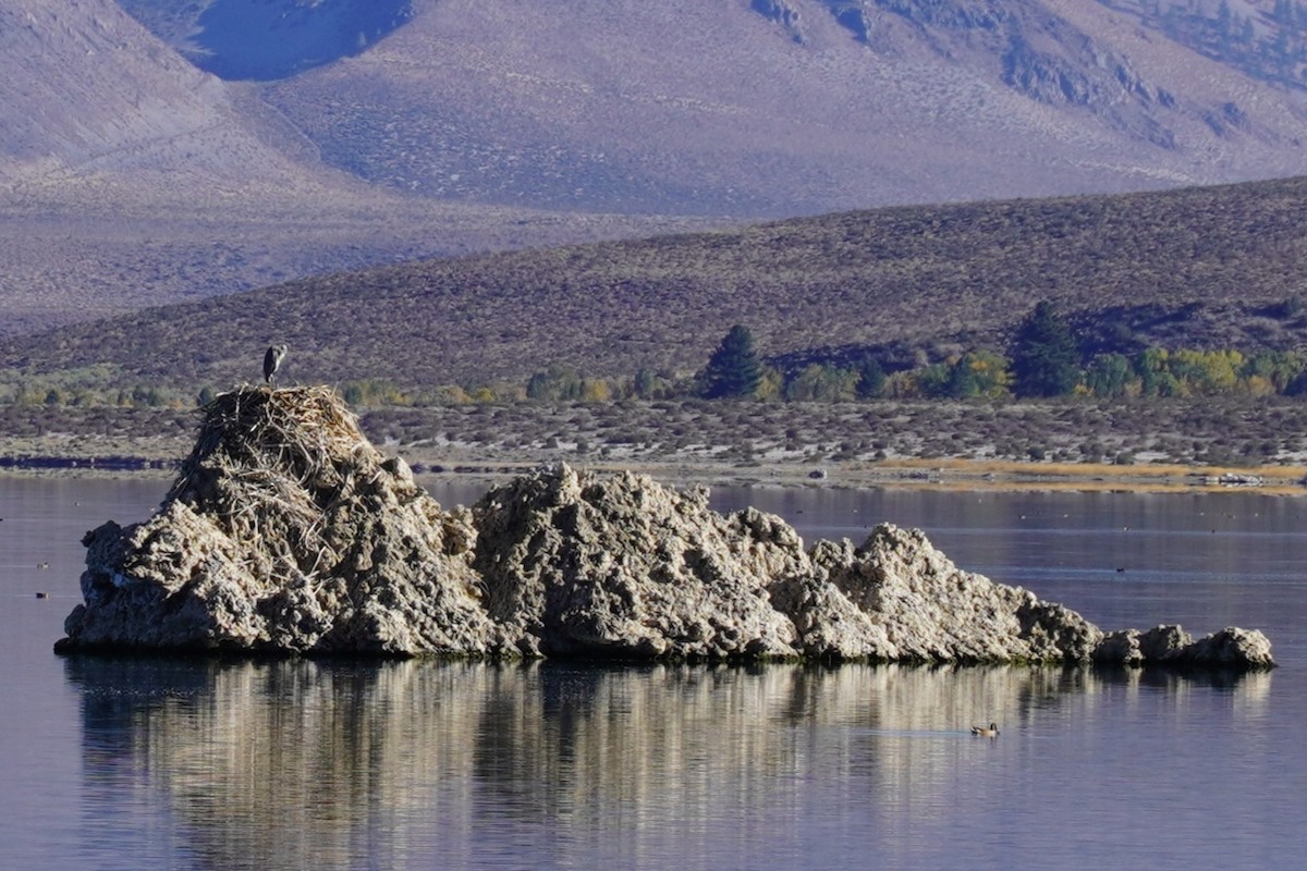 Great Blue Heron - ML647174525