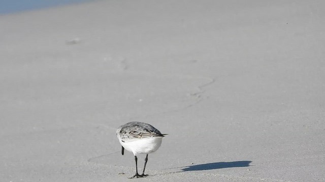 Sanderling - ML647174526