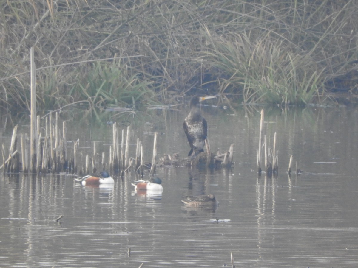 Cuchara Común - ML647174527