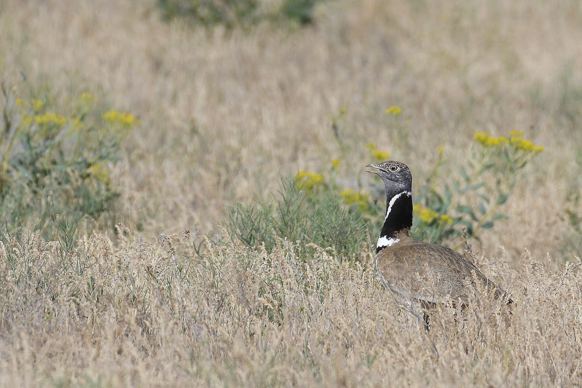 Little Bustard - ML647174528