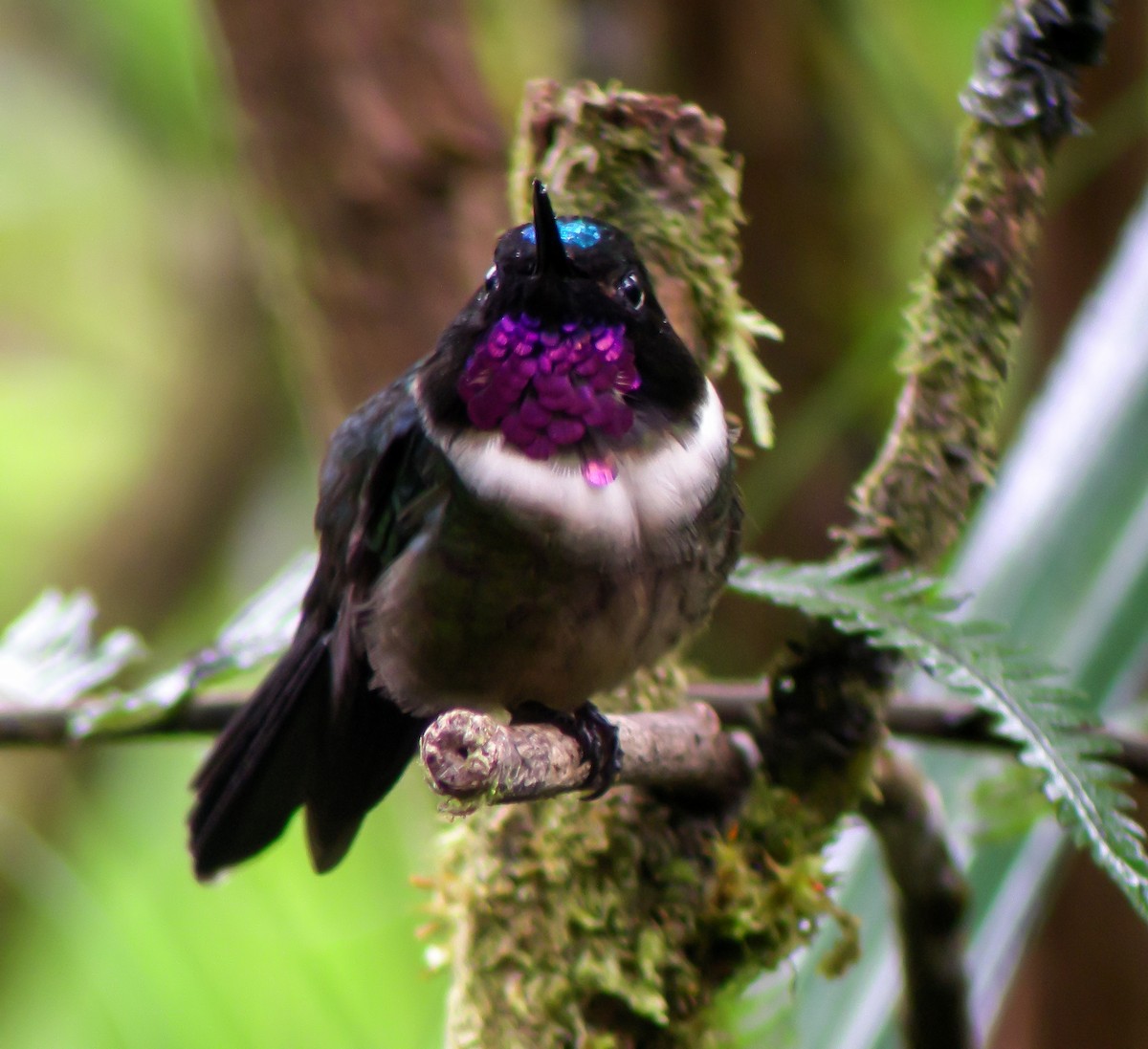 Amethyst-throated Sunangel - ML647174552