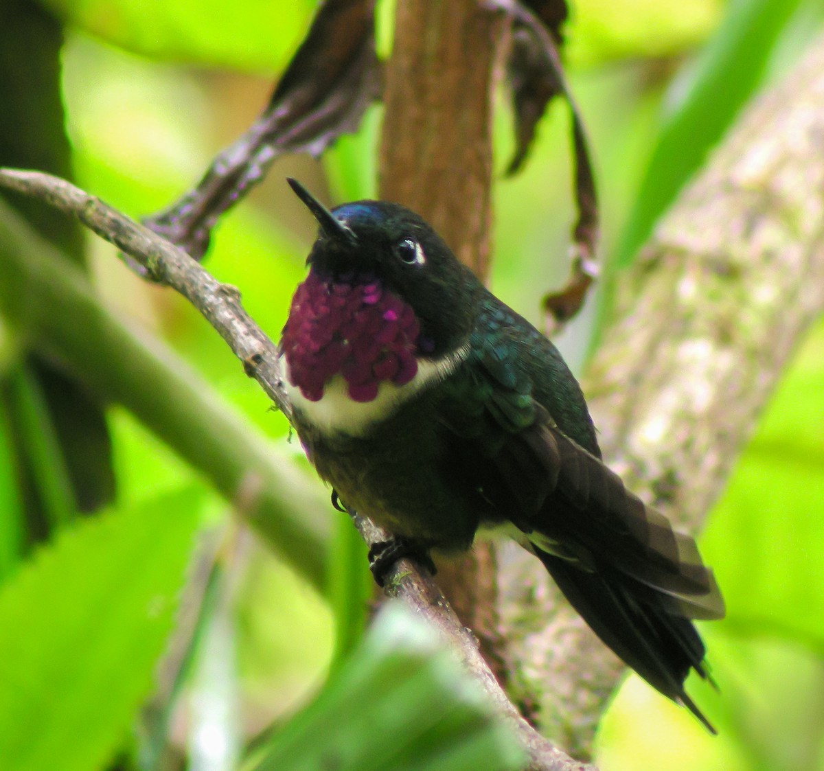 Amethyst-throated Sunangel - ML647174553