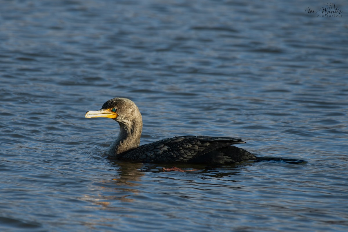 Cormoran à aigrettes - ML647174555