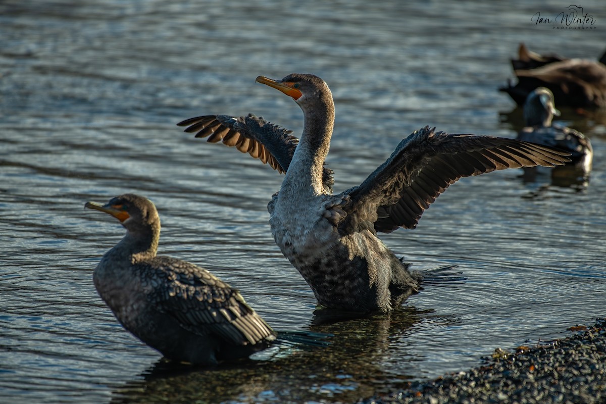 Cormoran à aigrettes - ML647174556