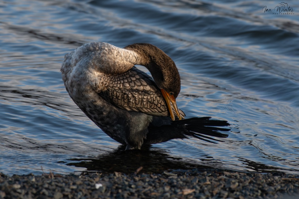 Cormoran à aigrettes - ML647174557