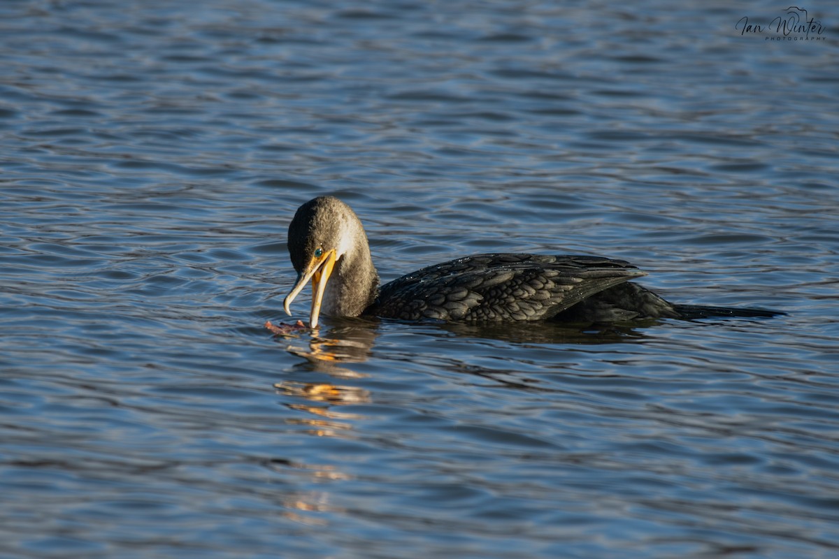 Cormoran à aigrettes - ML647174558