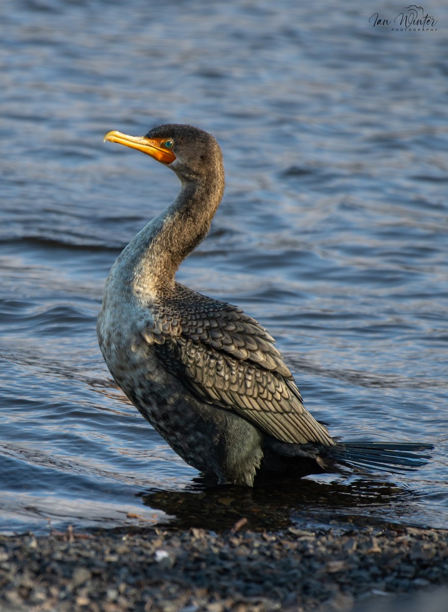 Cormoran à aigrettes - ML647174559
