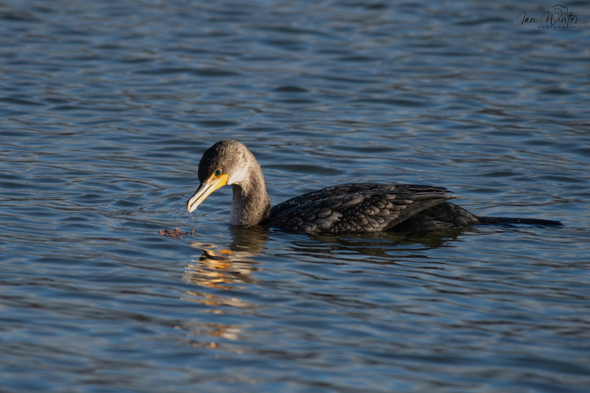 Cormoran à aigrettes - ML647174560