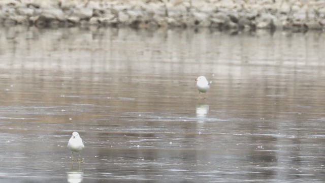 Мартин делаверський - ML647174566