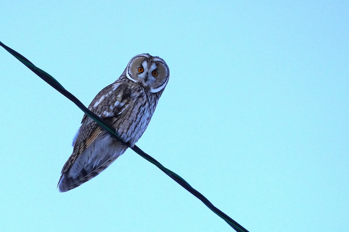 Long-eared Owl - ML647174579