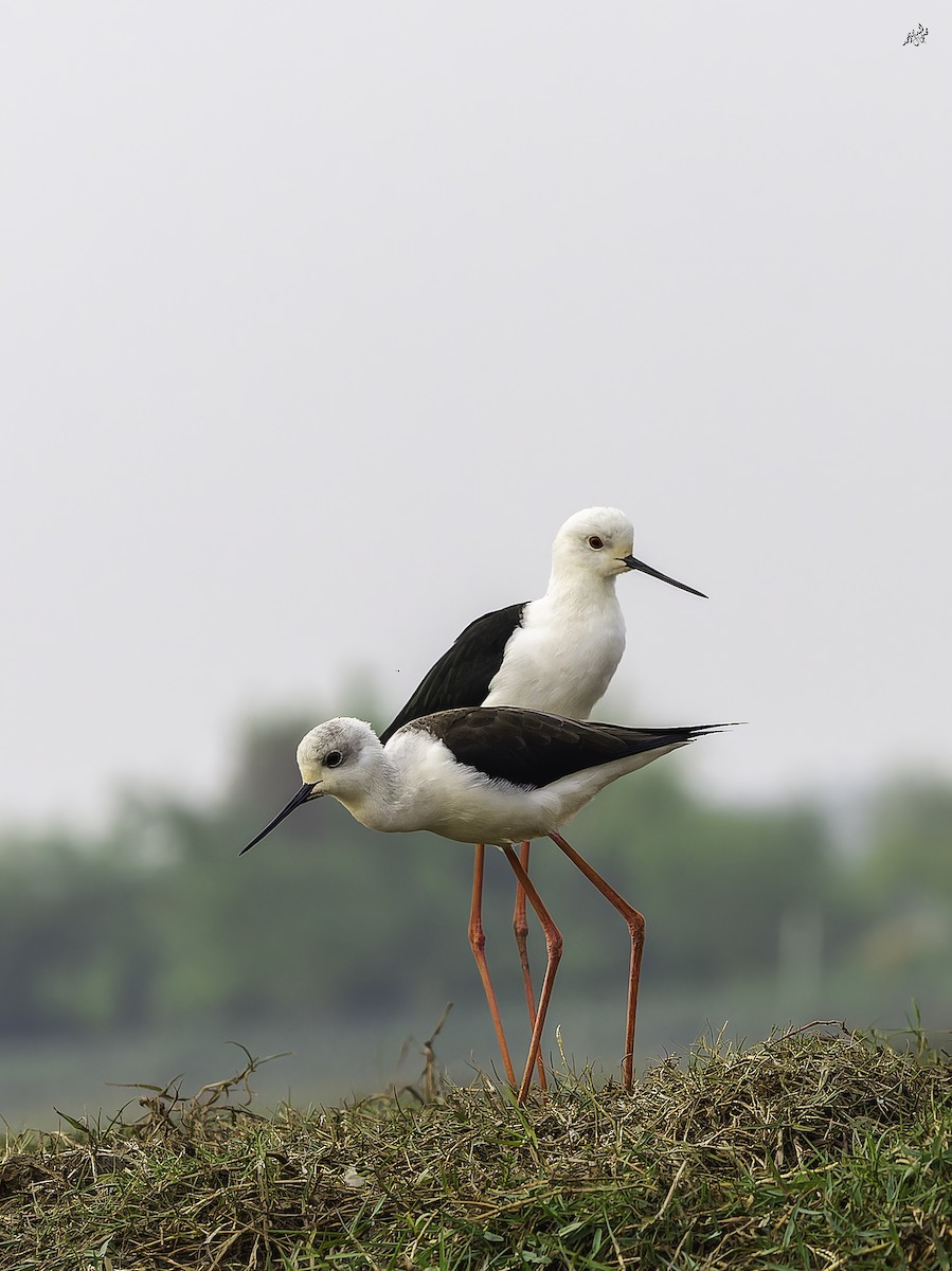 Black-winged Stilt - ML647174589