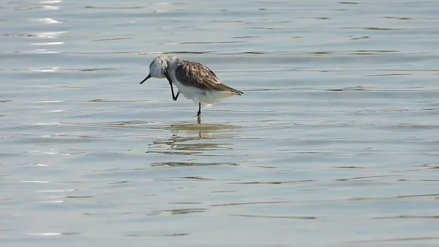 Temminck's Stint - ML647174590