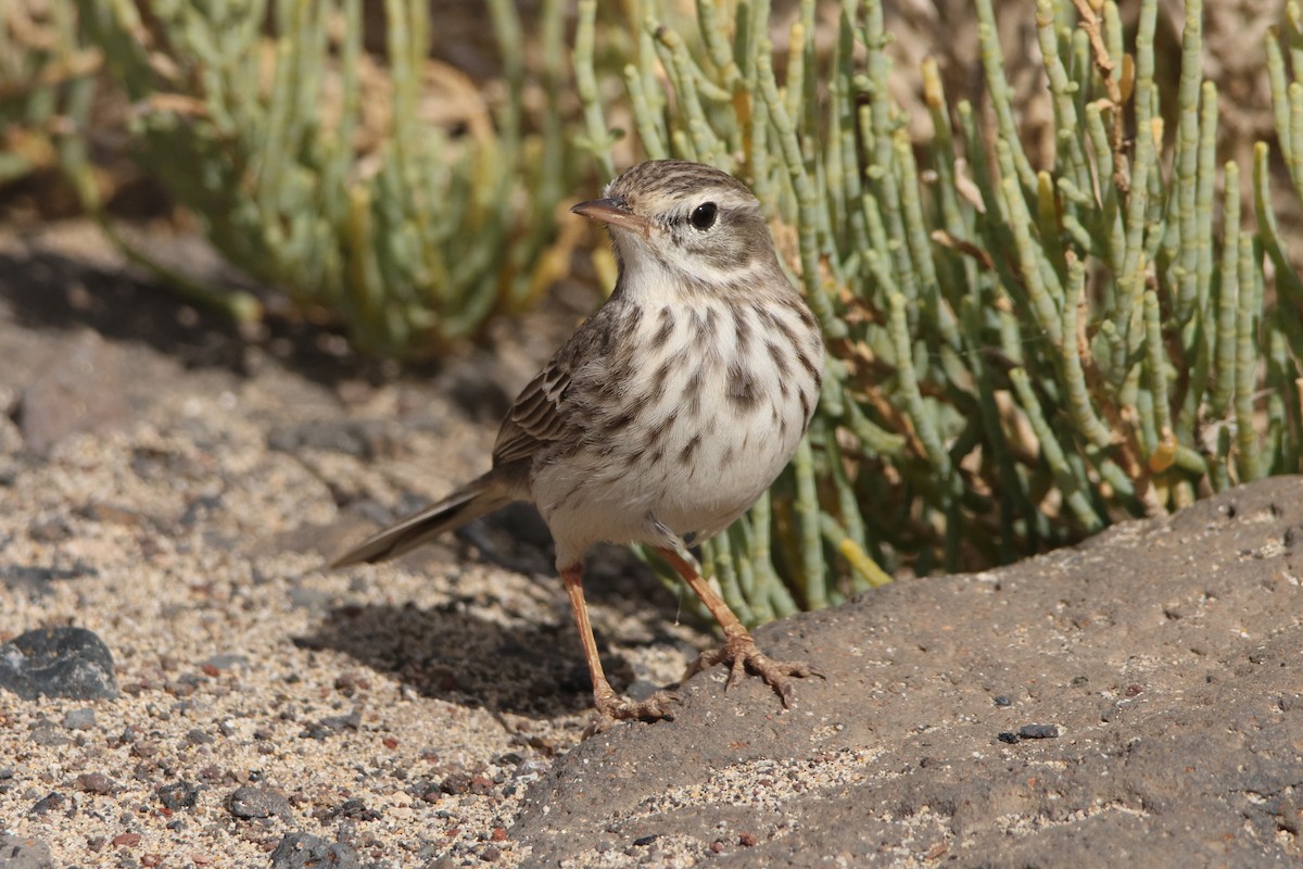 linduška kanárská - ML647174593