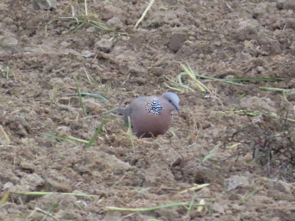 hrdlička kropenatá - ML647174598