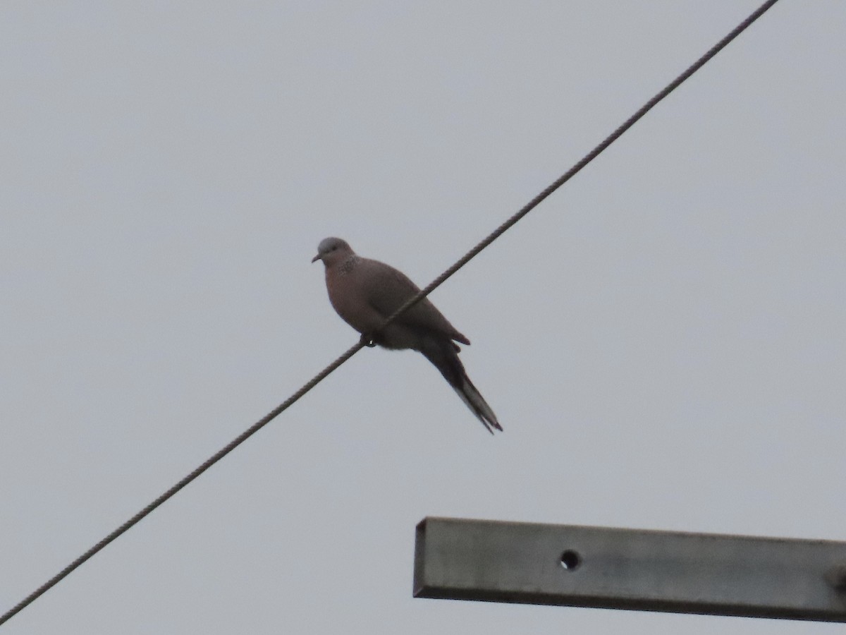 hrdlička kropenatá - ML647174599