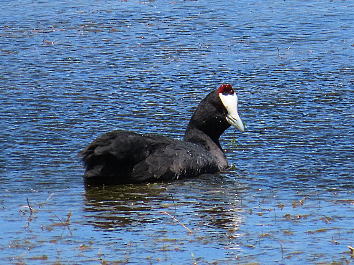 lyska hřebenatá - ML647174602