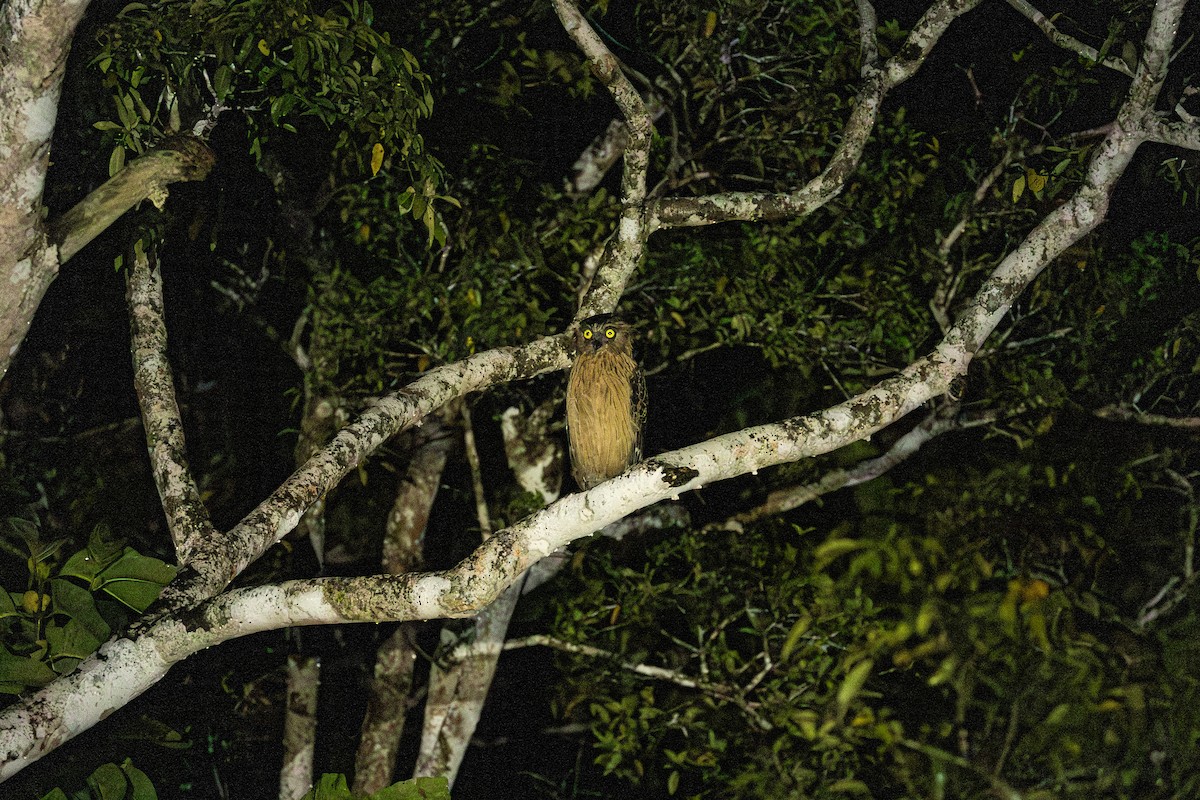 ketupa malajská - ML647174603