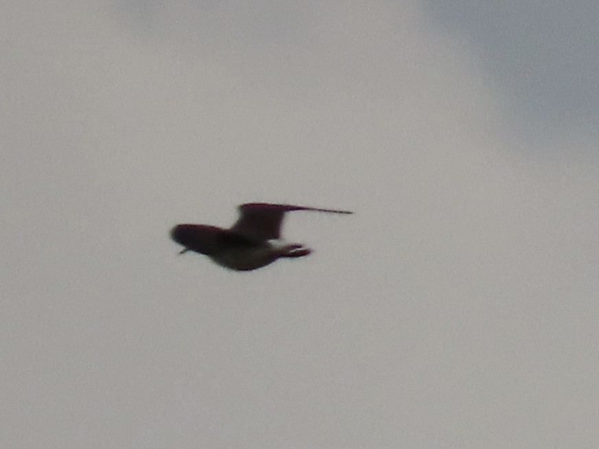 vodouš kropenatý - ML647174605