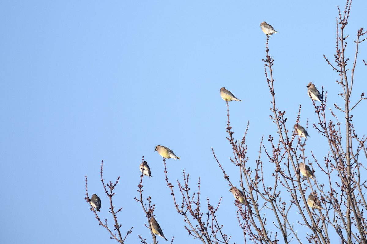 brkoslav americký - ML647174606