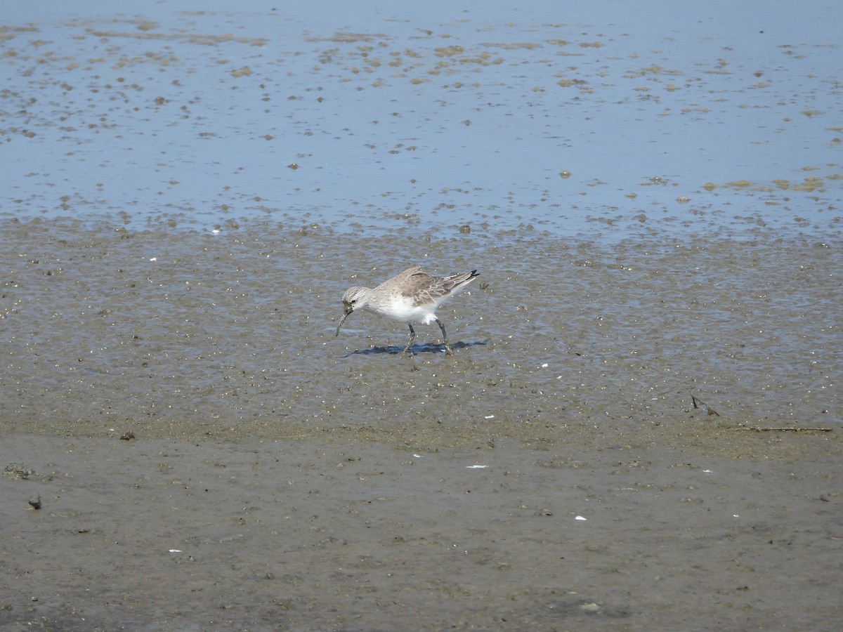 jespák křivozobý - ML647174607