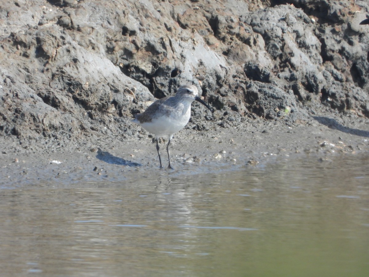 jespák křivozobý - ML647174609