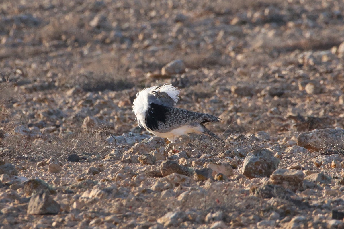 drop hřívnatý - ML647174610