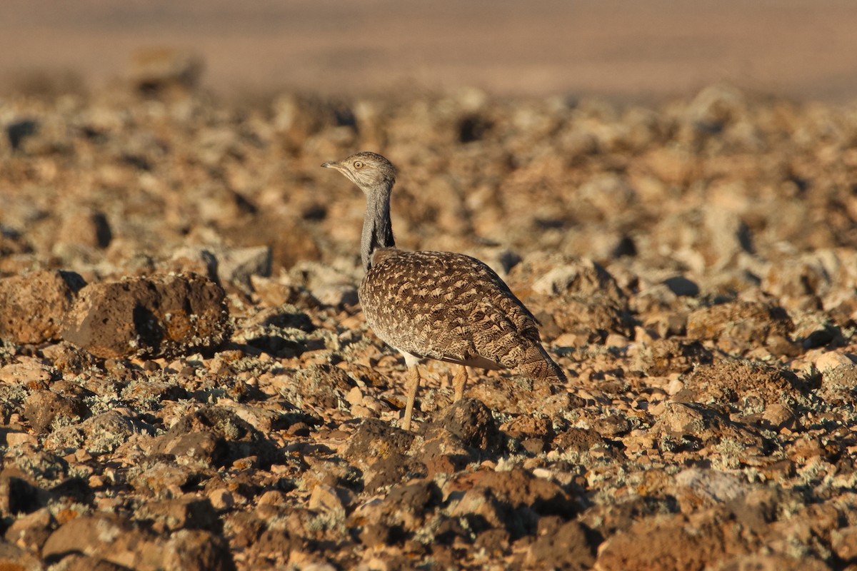 drop hřívnatý - ML647174611