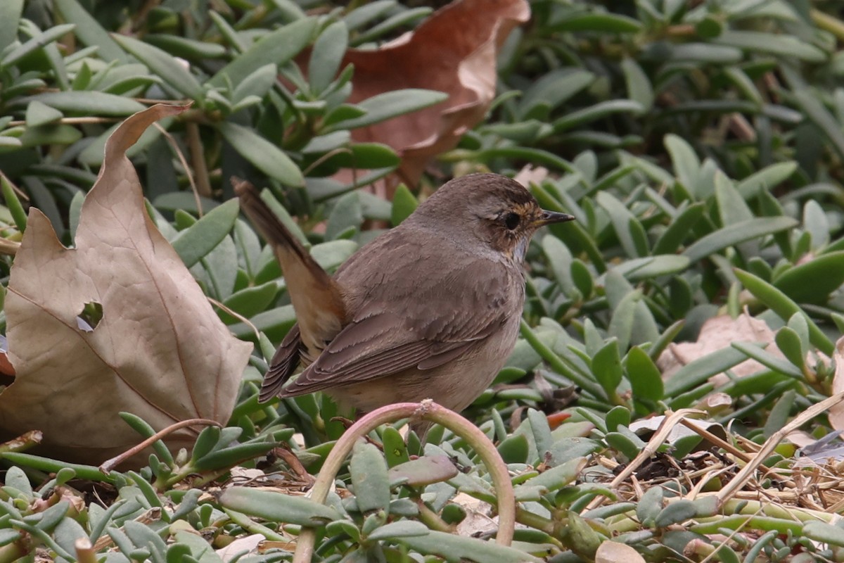 slavík modráček - ML647174612