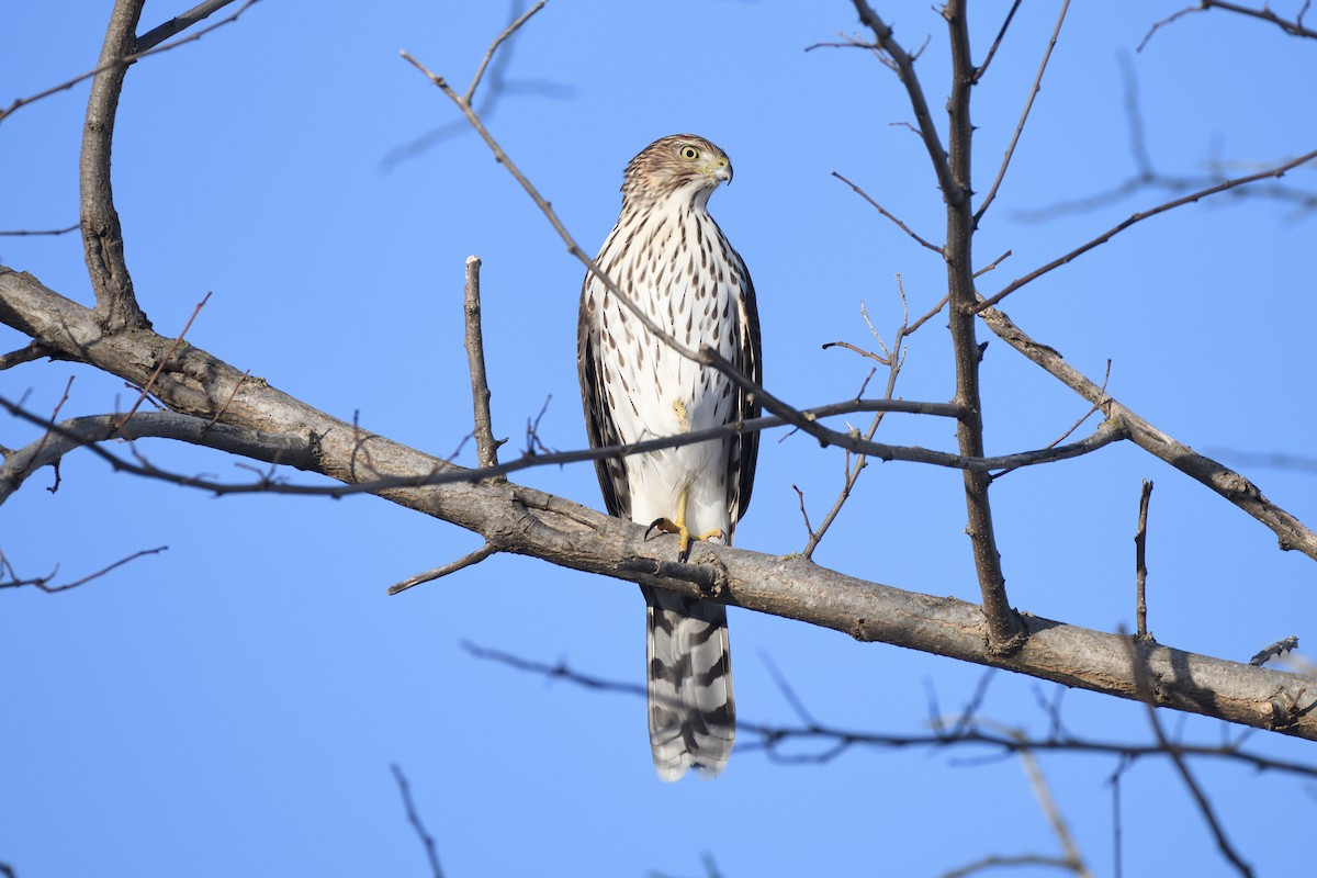 jestřáb americký - ML647174615