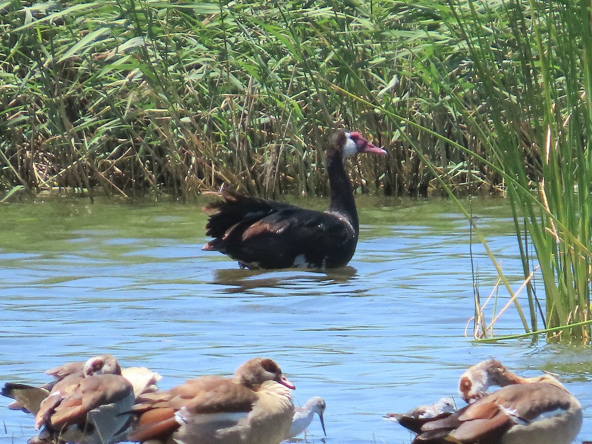 slípka zelenonohá - ML647174616