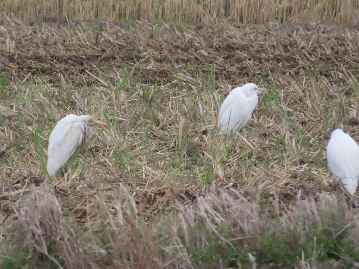 volavka dobytčí - ML647174619