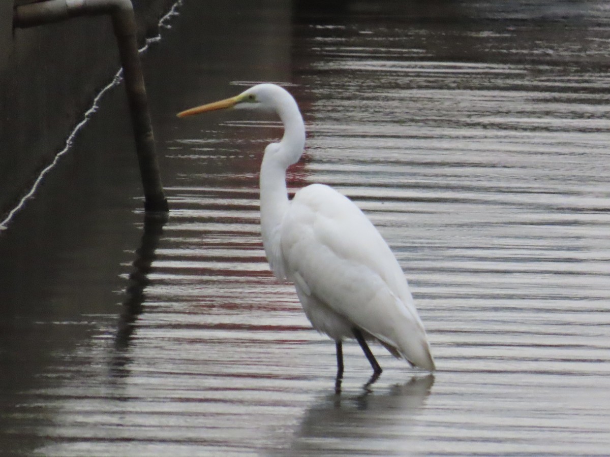 volavka bílá - ML647174623