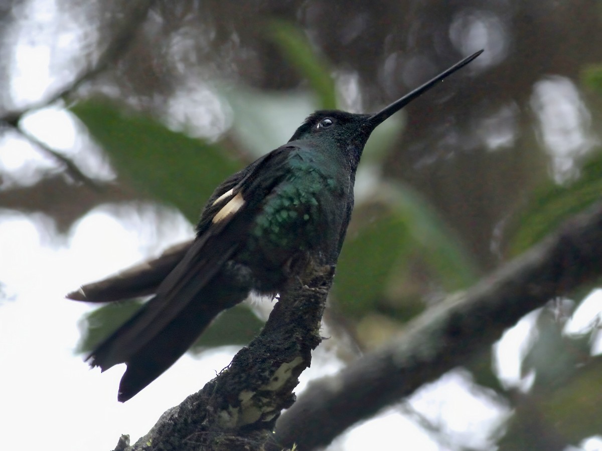 inka andský - ML647174624