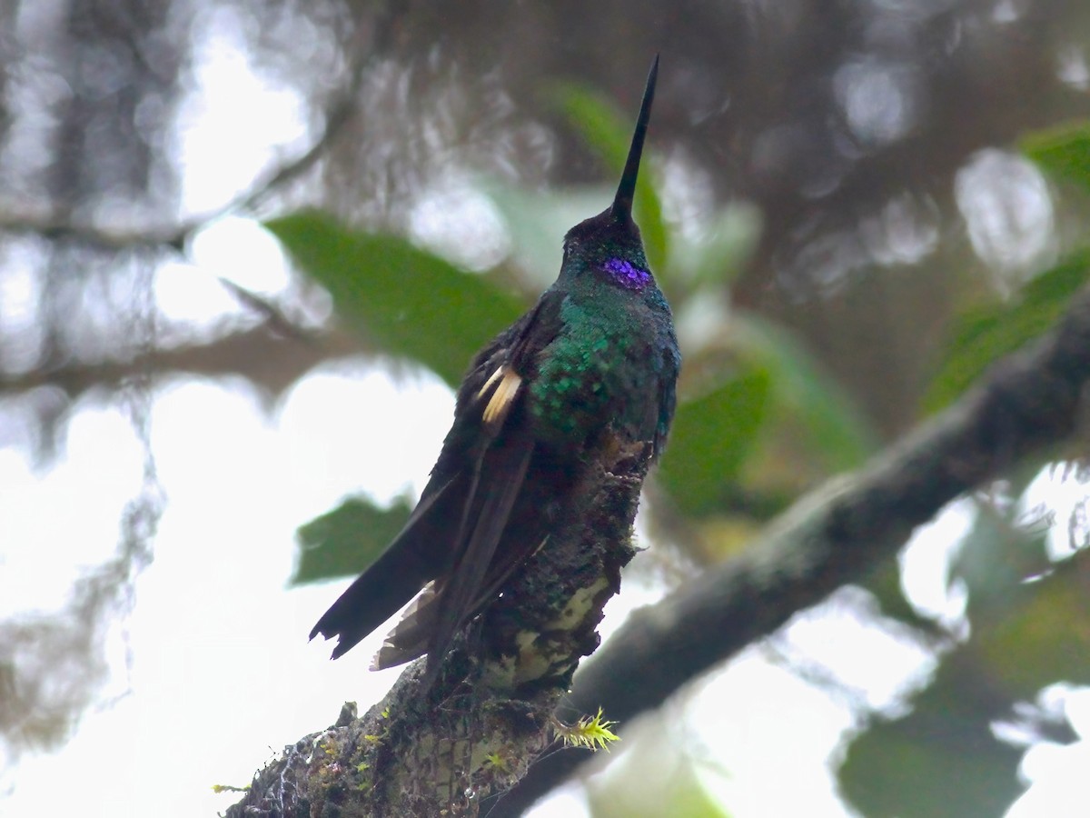 inka andský - ML647174625