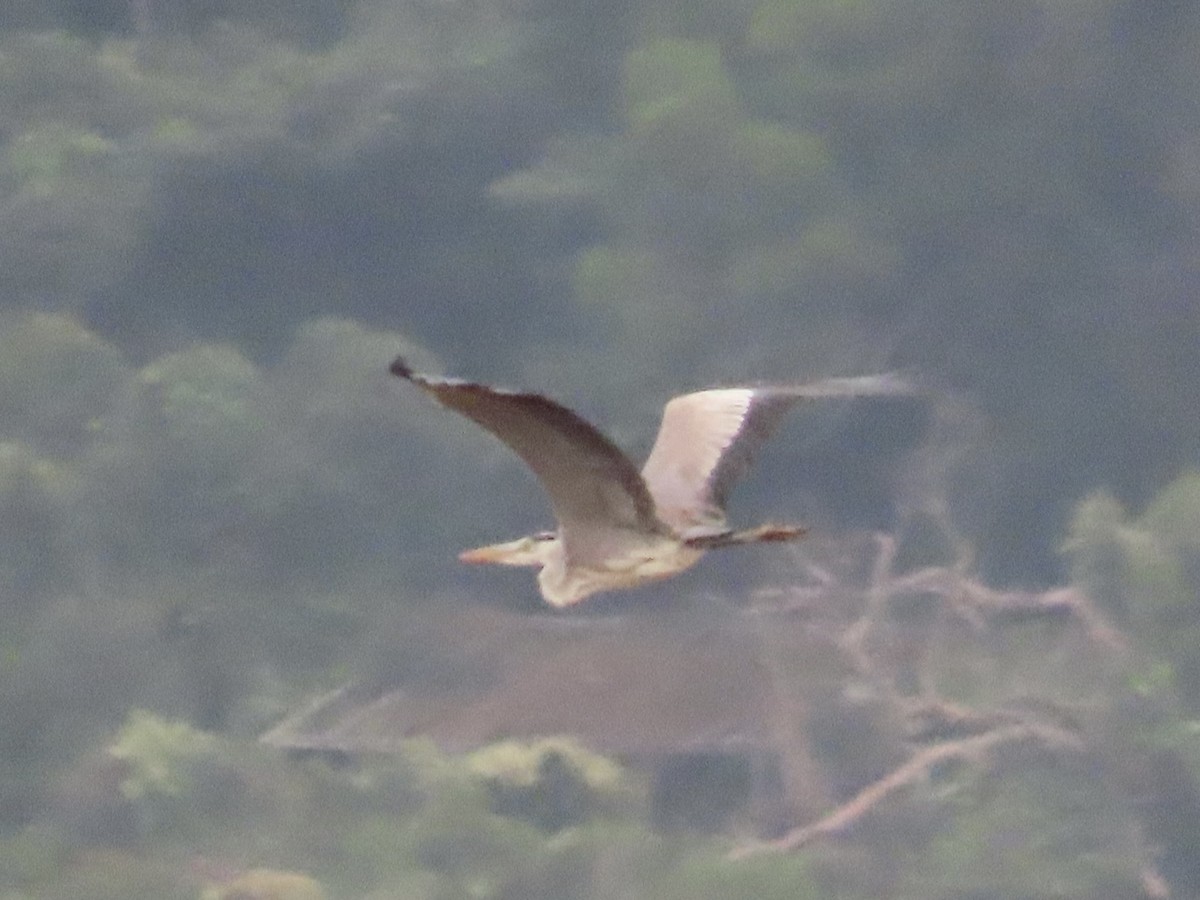 volavka popelavá - ML647174626