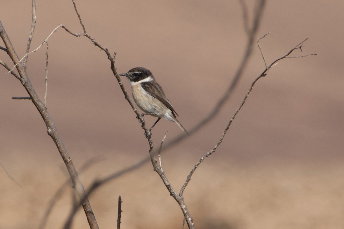 bramborníček kanárský - ML647174628