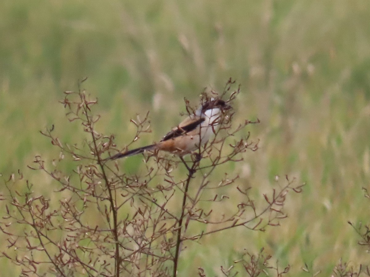 ťuhýk královský - ML647174630